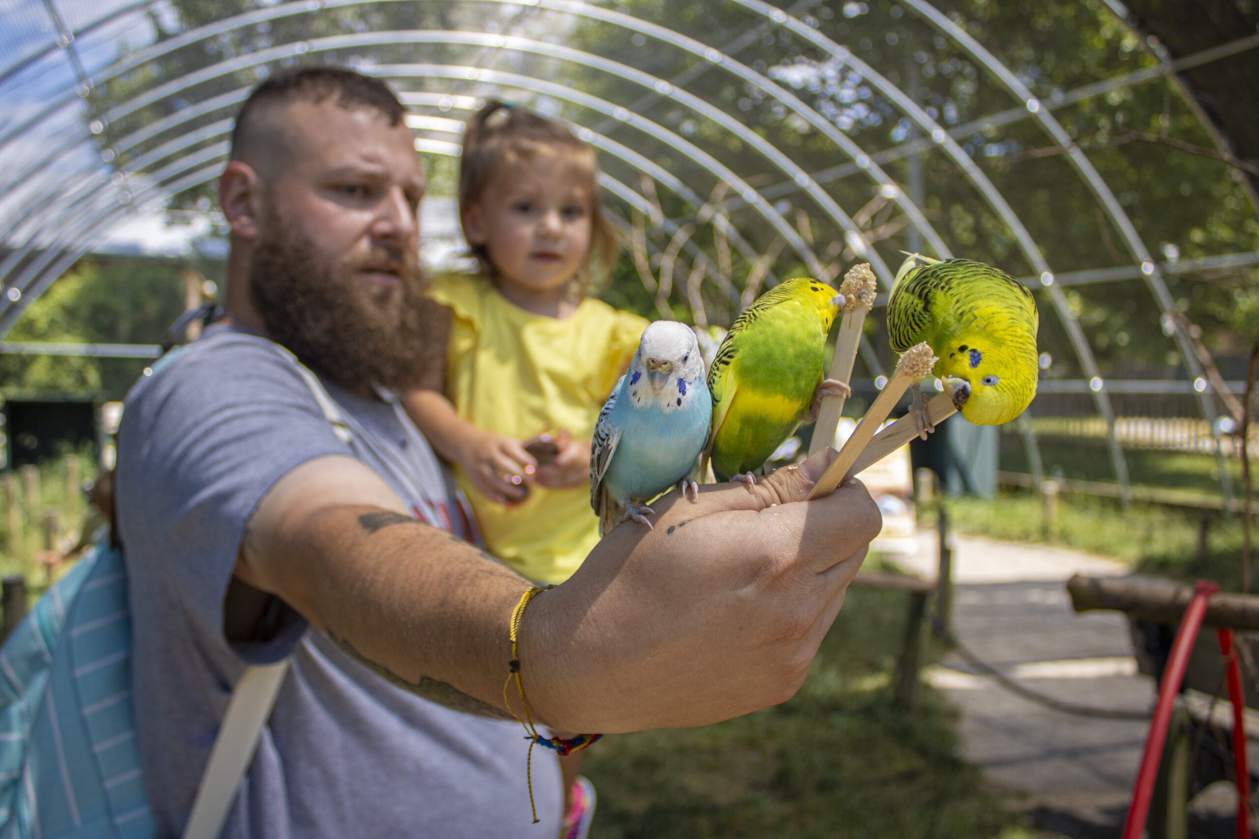 budgie feeding