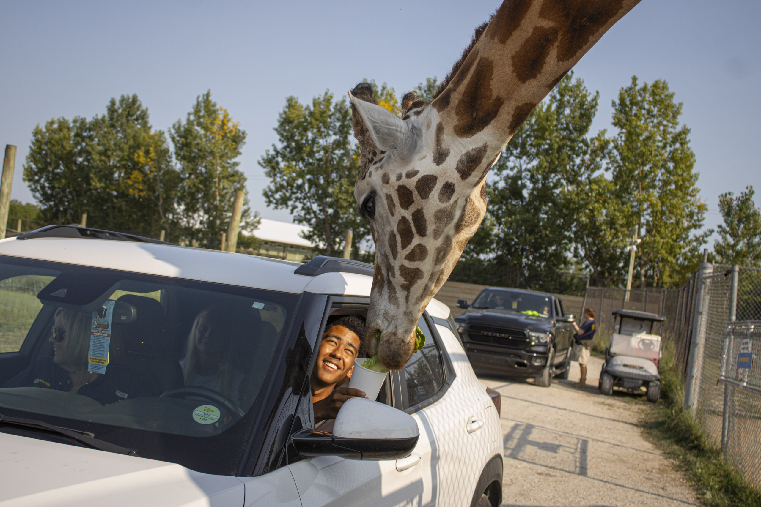 looking at giraffe from vehicle