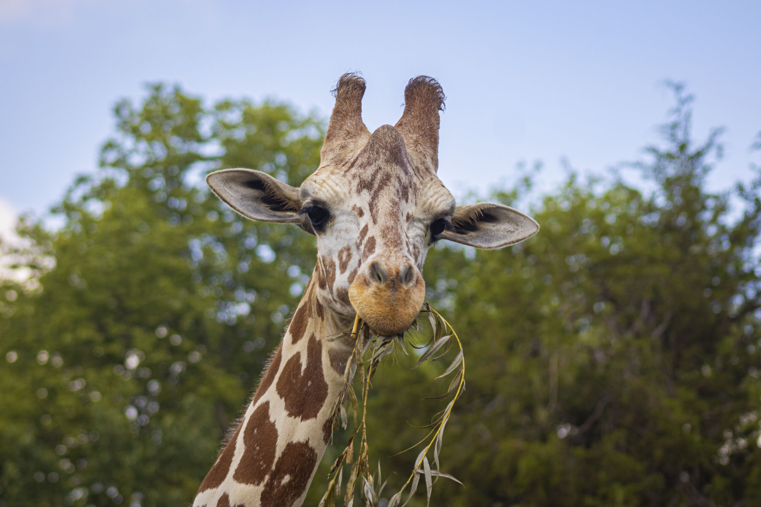 giraffe