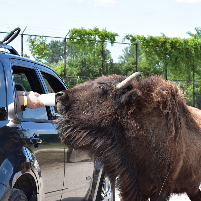 American bison