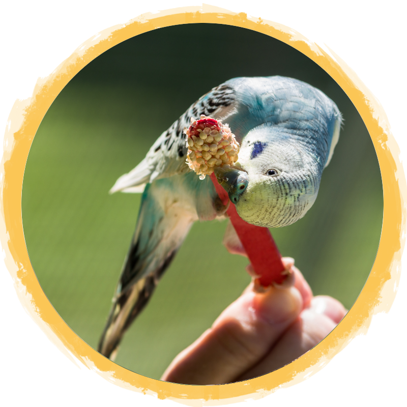blue yellow parakeet circle