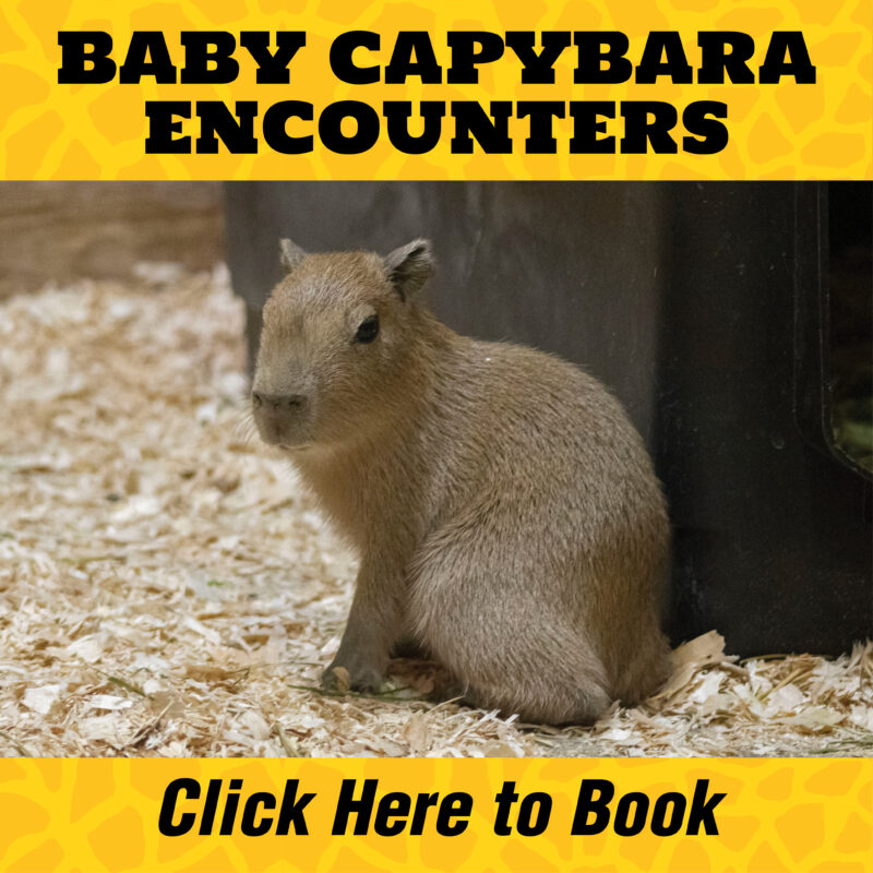 BABY CAPYBARA ENCOUNTERS
Click Here to Book!