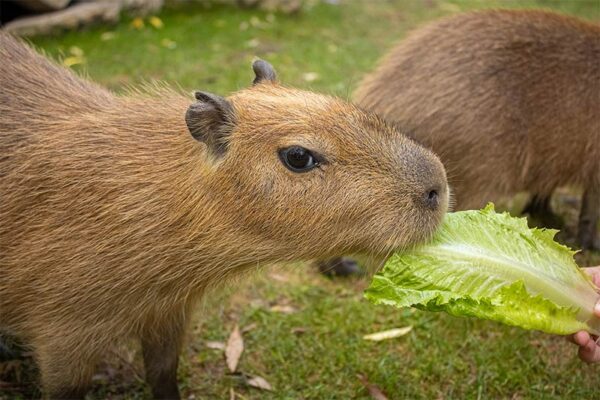 Capybara Encounter | Meet & Feed Capybaras in Ohio