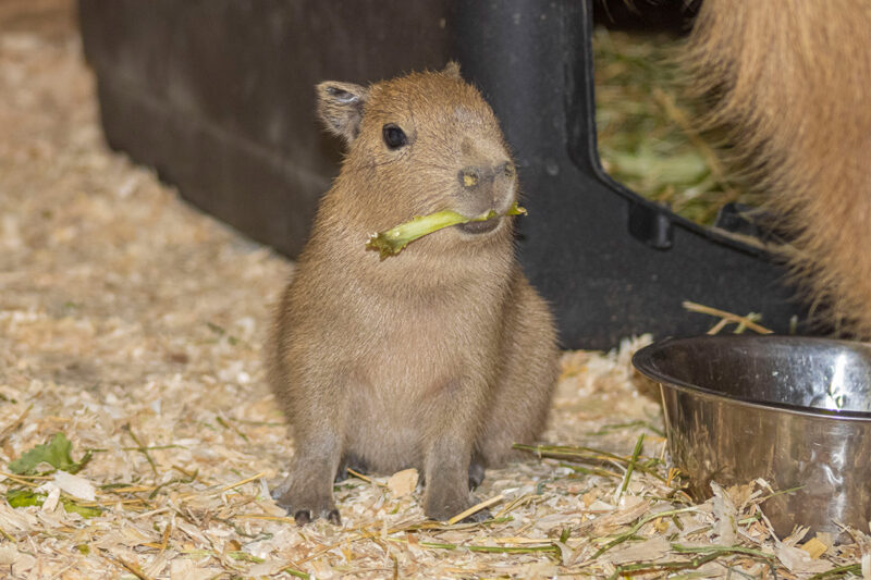 capybara pup
