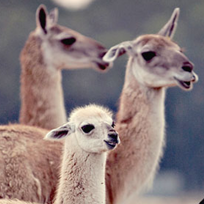 guanaco