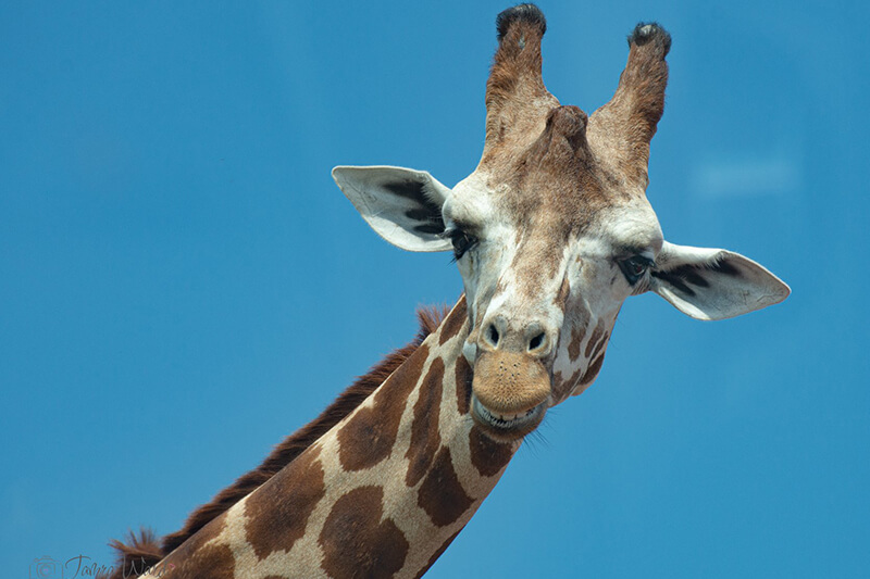 Giraffe