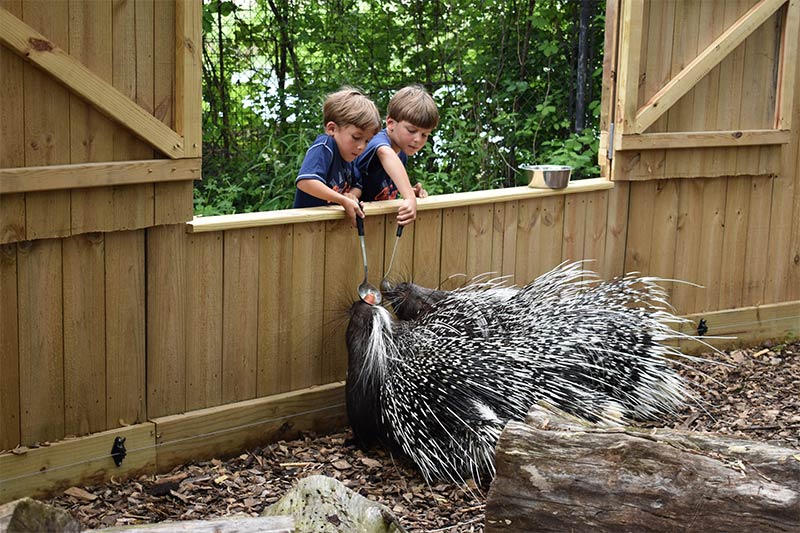 Porcupine Feeding Animal Encounters - Feeding Porcupines