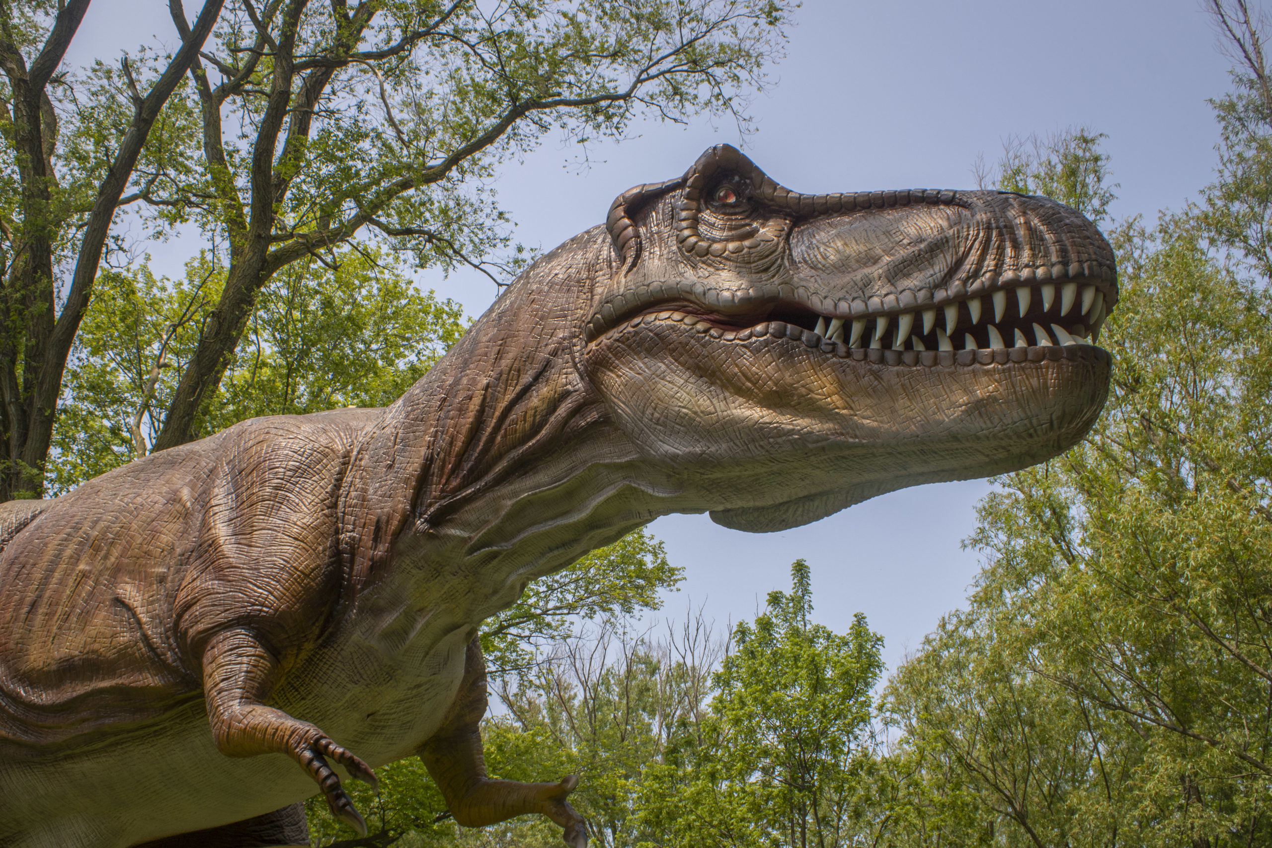 T. rex