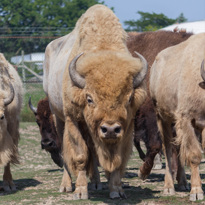 white bison group