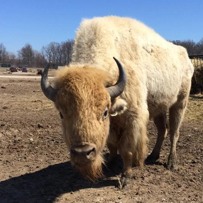 white bison