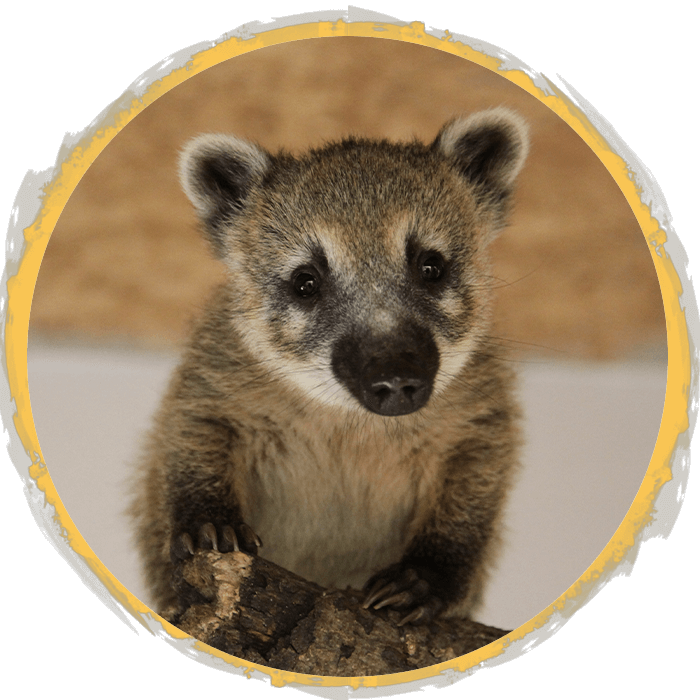 South American coati