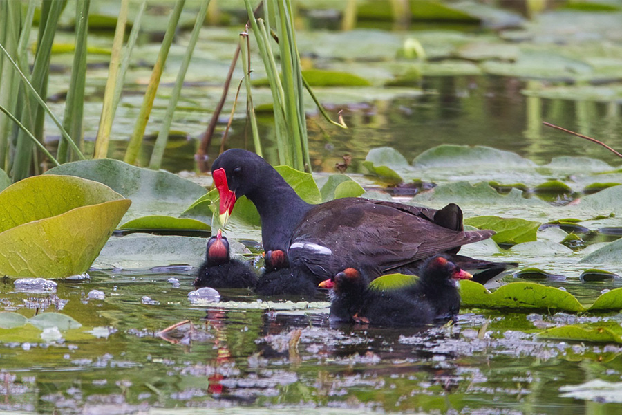 common gallinule
