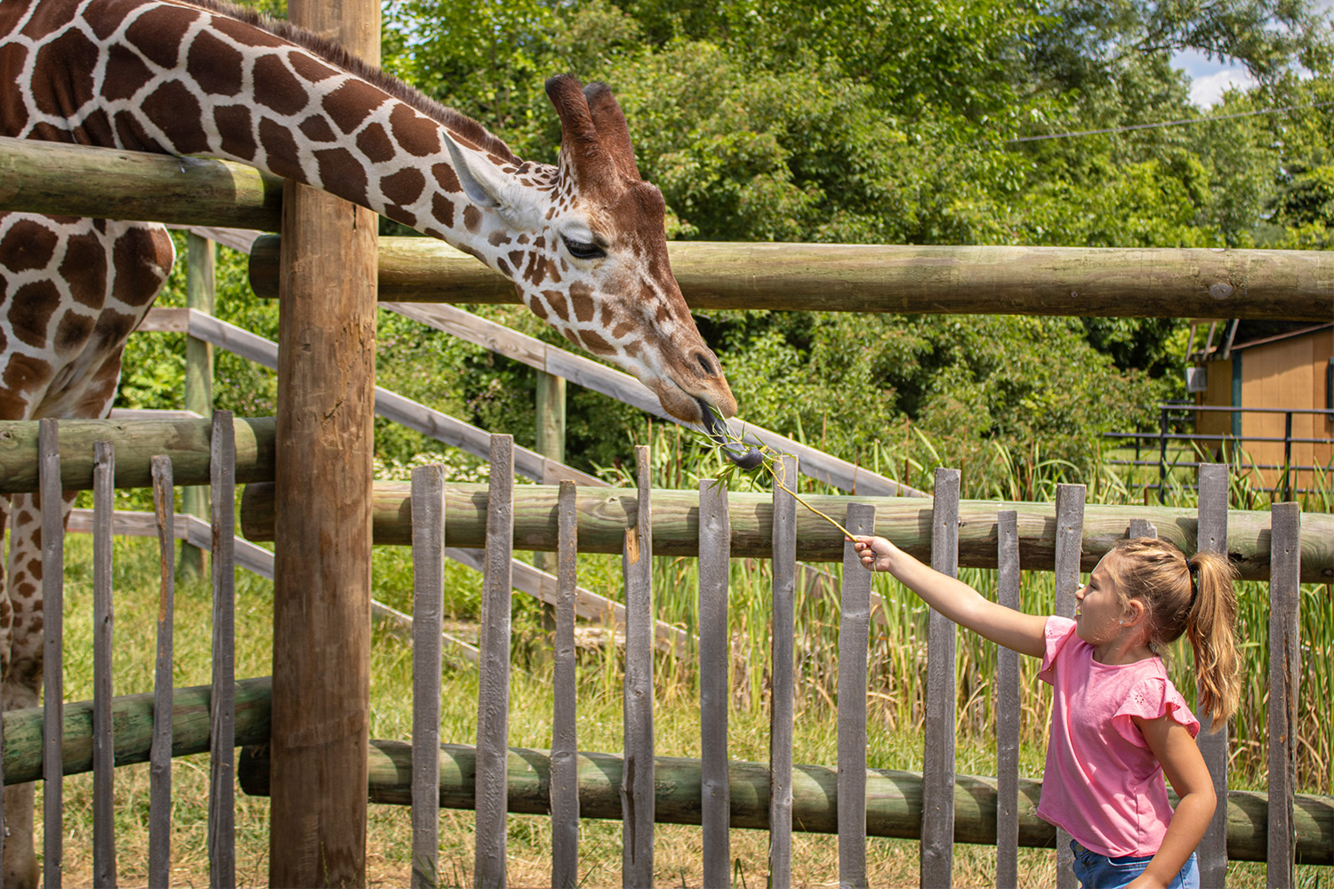 feeding giraffe