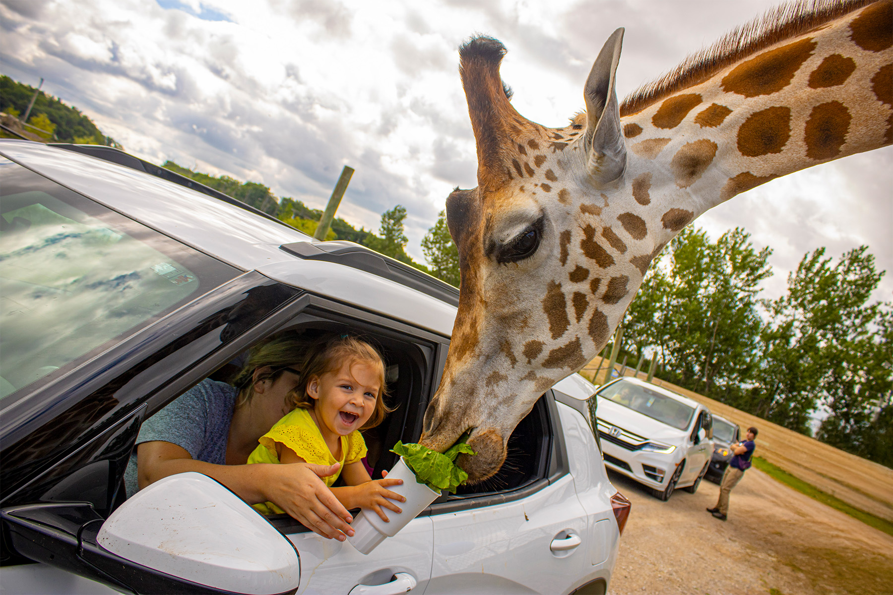 feeding giraffe