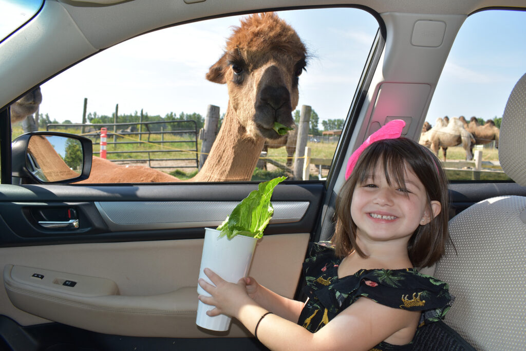 girl feeding alpaca