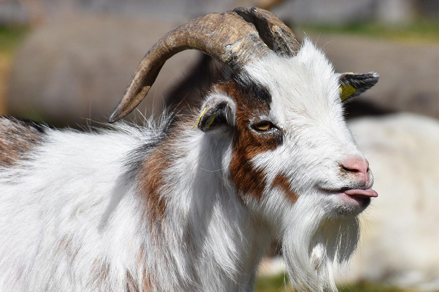 goat