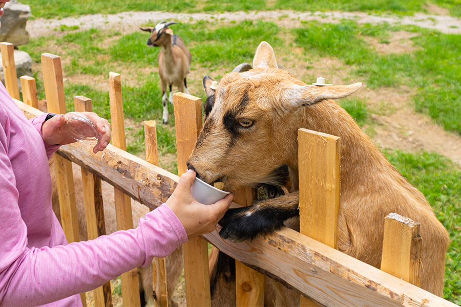 goat feeding